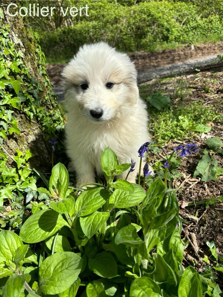 du Circuit des Eaux Vives - Chiots disponibles - Chien de Montagne des Pyrenees