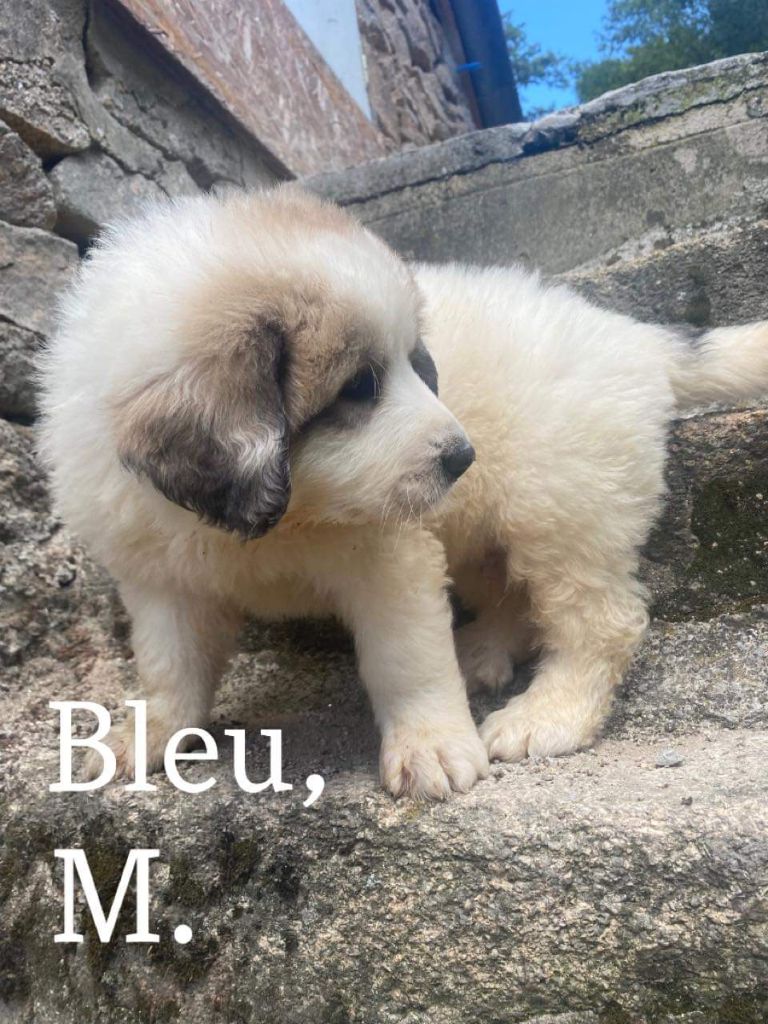 du Circuit des Eaux Vives - Chiots disponibles - Chien de Montagne des Pyrenees