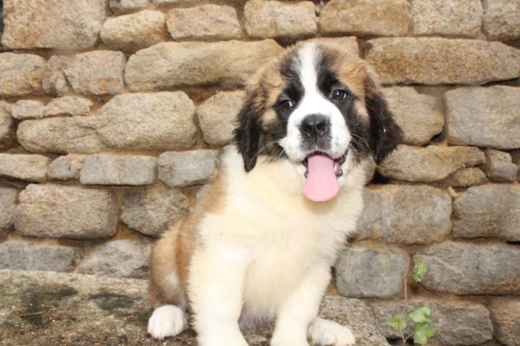 du Circuit des Eaux Vives - Chiots disponibles - Chien du Saint-Bernard