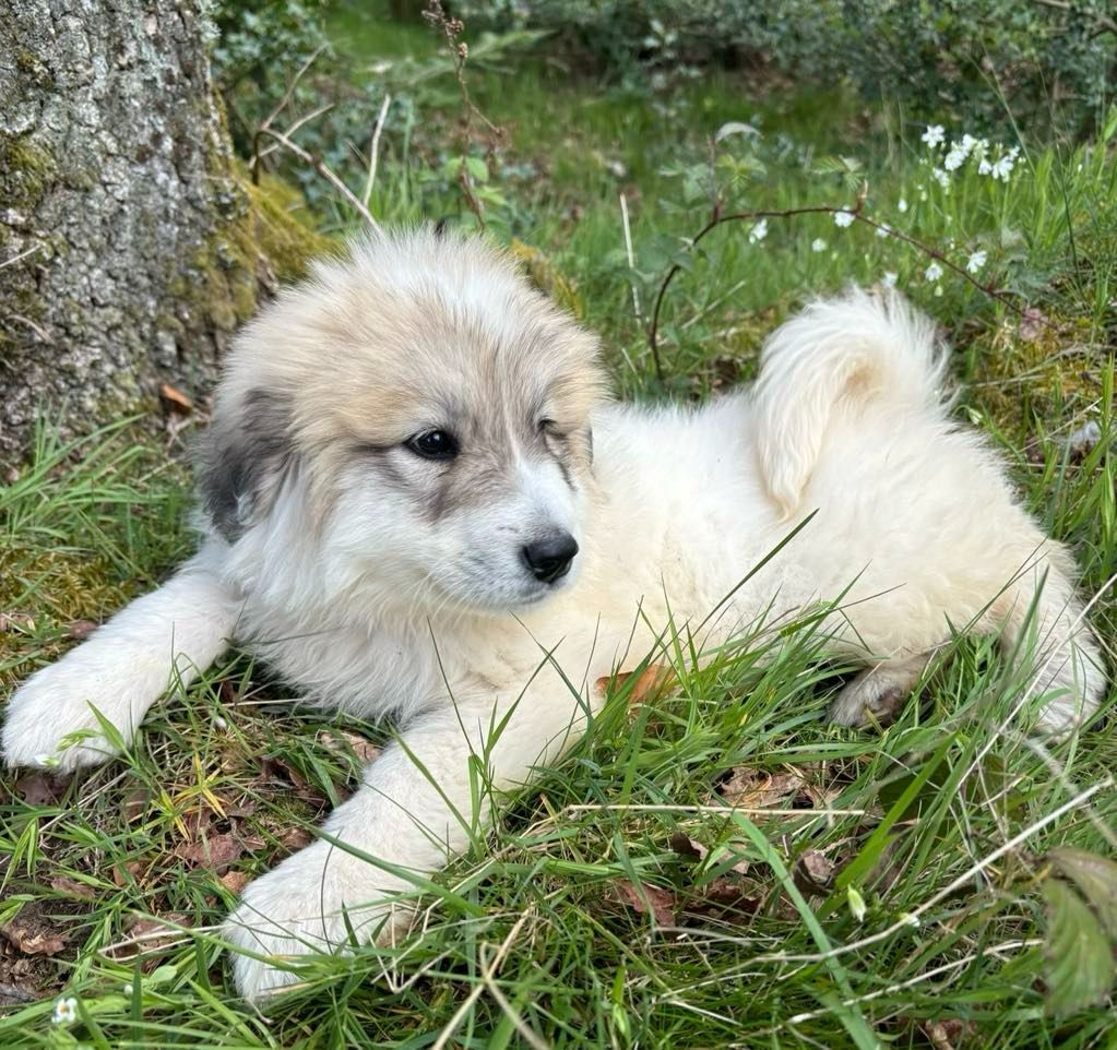 du Circuit des Eaux Vives - Chiots disponibles - Chien de Montagne des Pyrenees