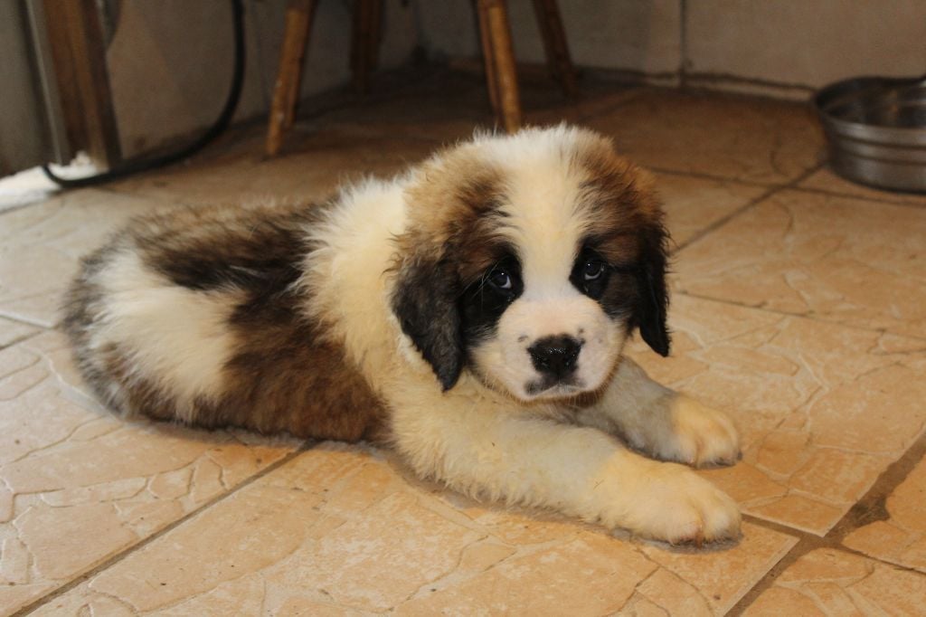 du Circuit des Eaux Vives - Chiots disponibles - Chien du Saint-Bernard