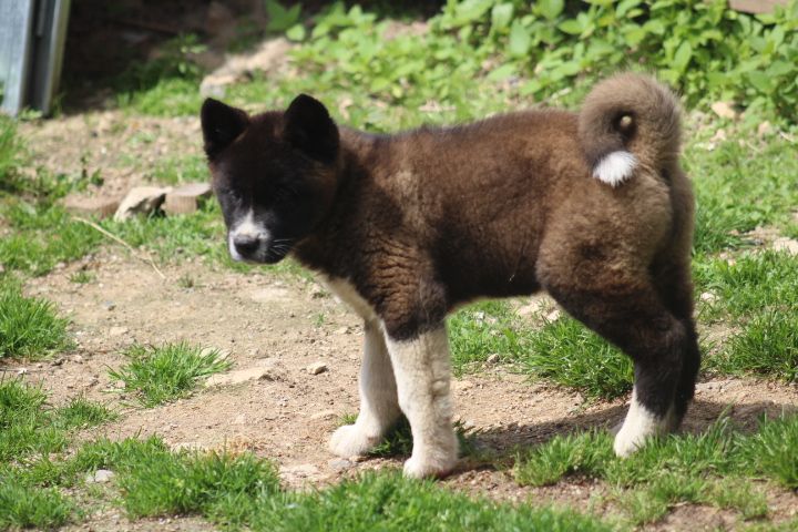 du Circuit des Eaux Vives - Chiots disponibles - Akita americain