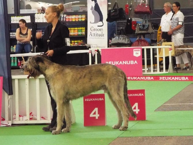 de la pierre oiseau - IRISH 3 EME AU CHAMPIONNAT DE FRANCE