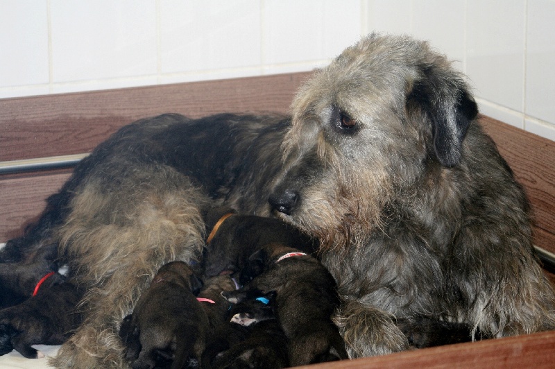 Chiot Levrier Irlandais de la pierre oiseau