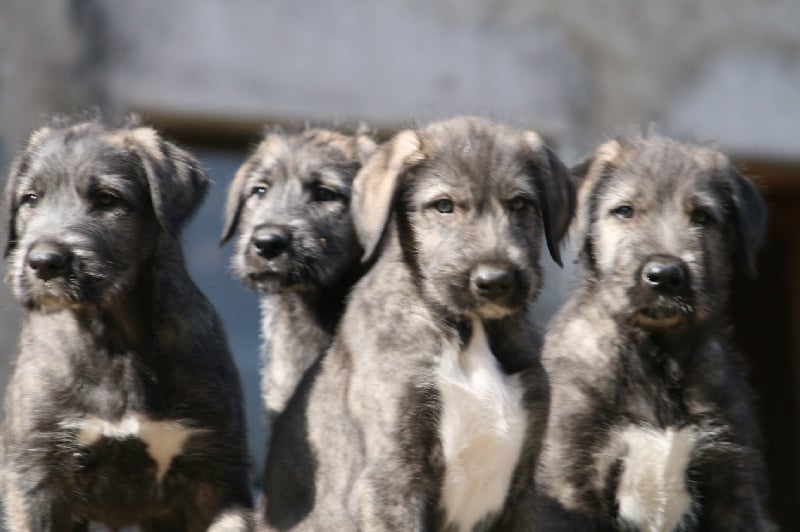 Chiot Levrier Irlandais de la pierre oiseau