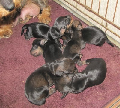 Naissance de 6 chiots de Vestale et de Dietrich