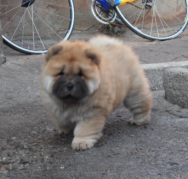 du Kiang Ti-Ho - Chow Chow - Portée née le 21/09/2011