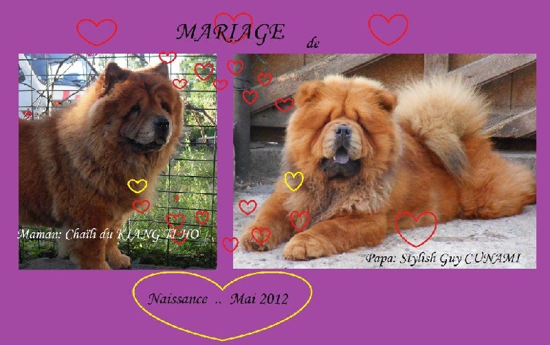 du Kiang Ti-Ho - Chow Chow - Portée née le 05/05/2012