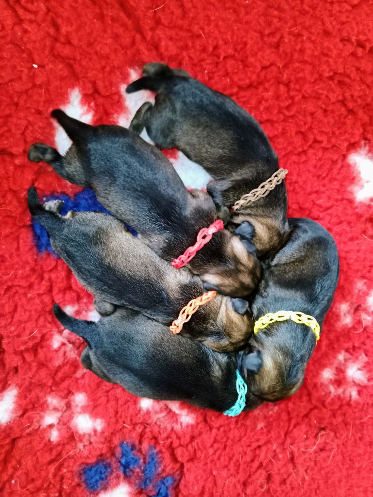 Des petites nouches - Border Terrier - Portée née le 03/02/2022