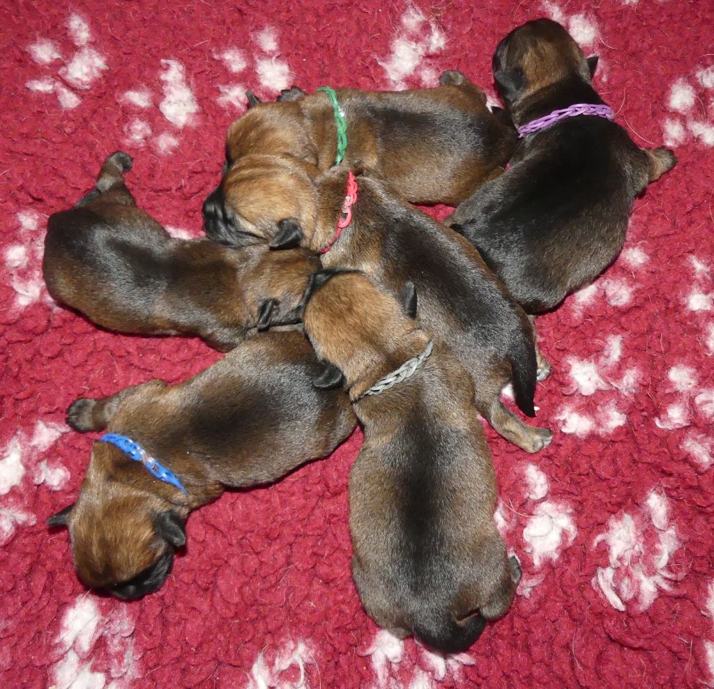 Chiot Border Terrier Des petites nouches