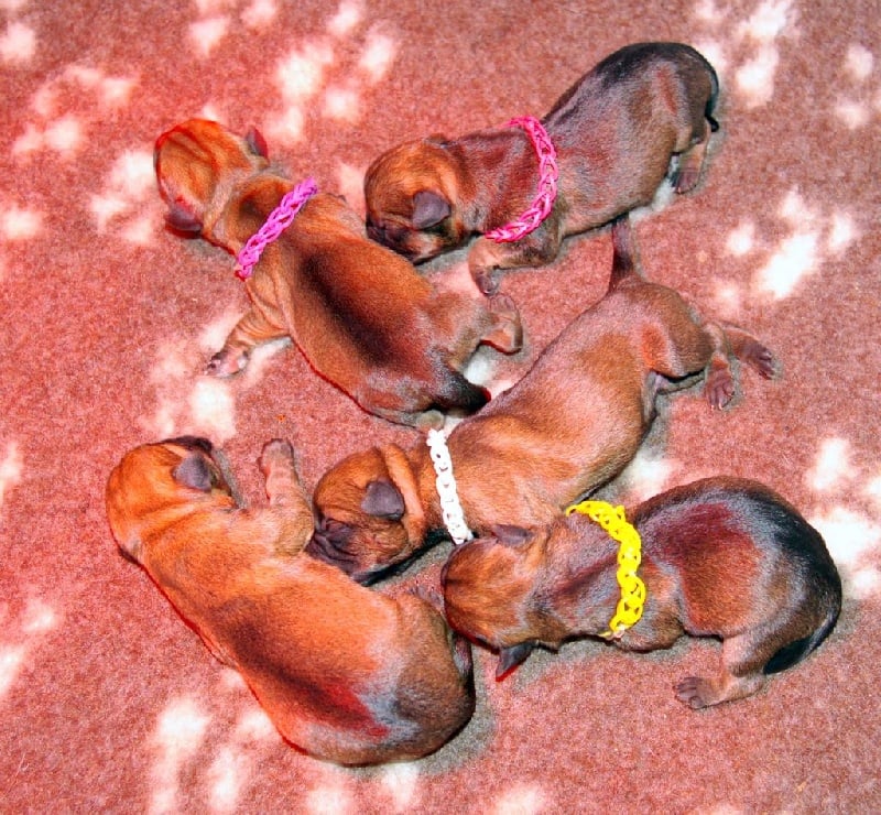 Chiot Border Terrier Des petites nouches