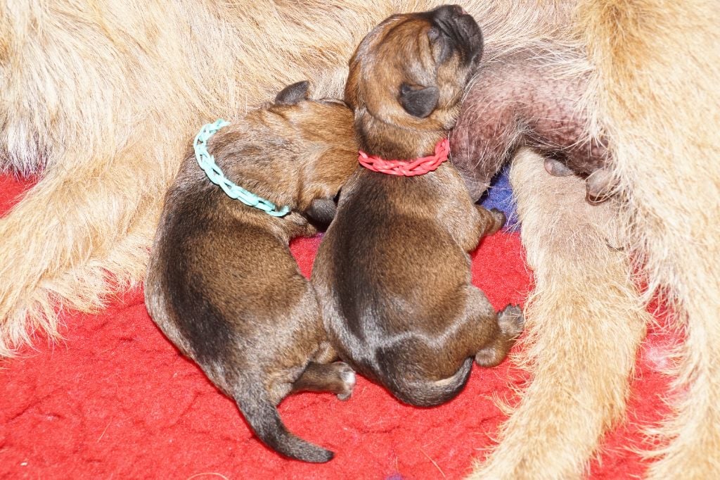 Chiot Border Terrier Des petites nouches