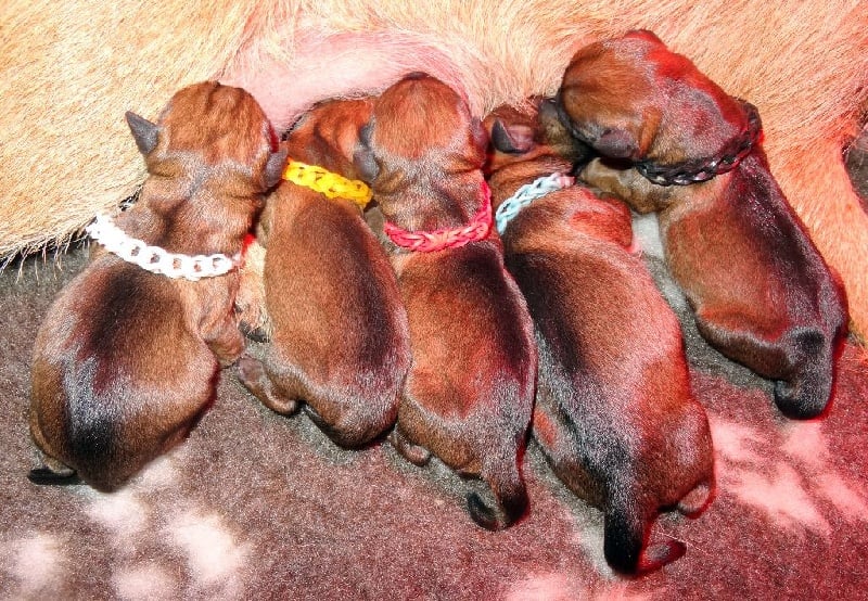 Chiot Border Terrier Des petites nouches