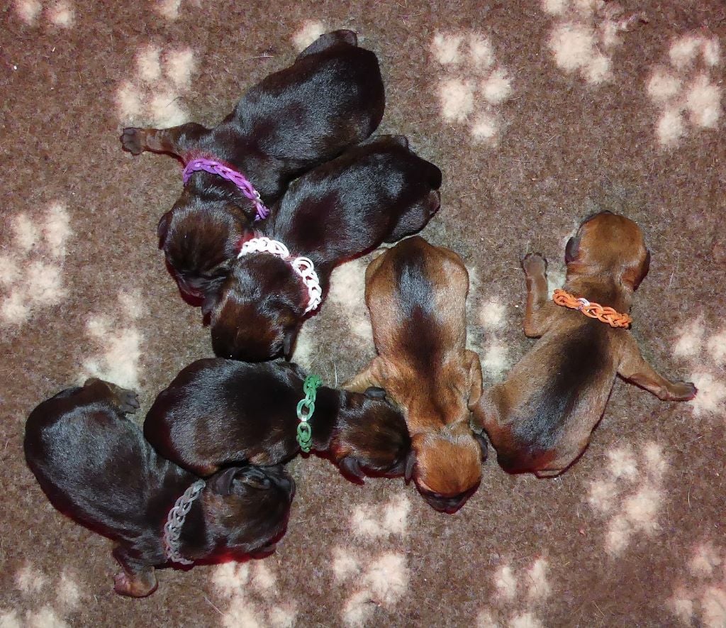 Chiot Border Terrier Des petites nouches