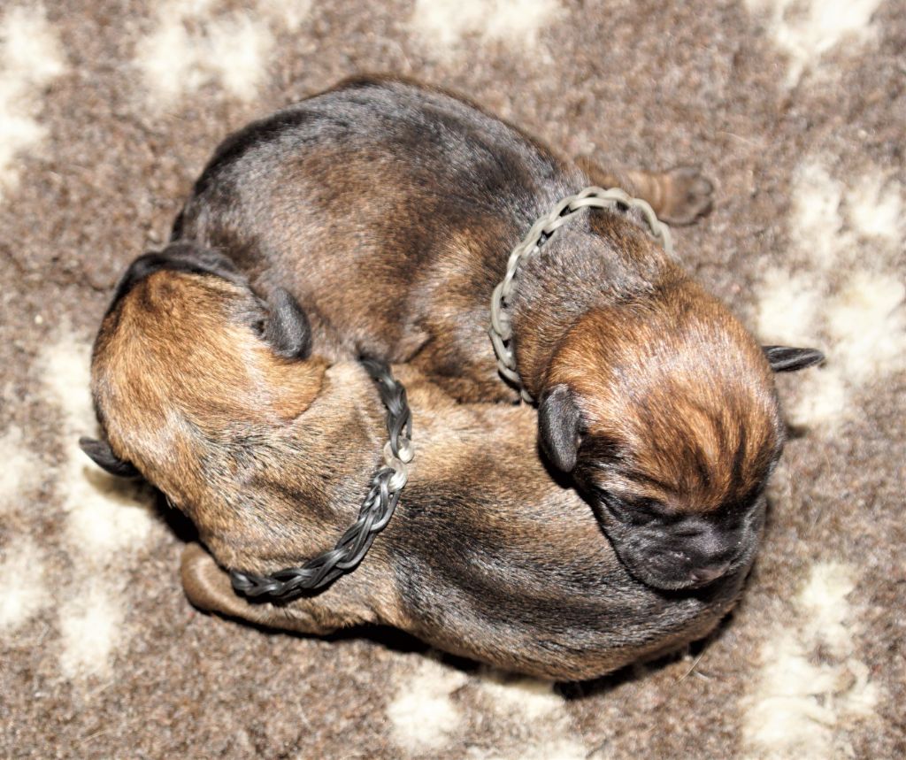 Chiot Border Terrier Des petites nouches