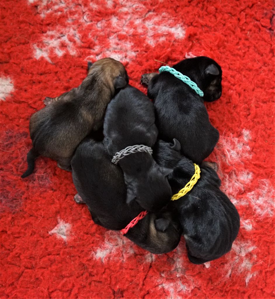 Chiot Border Terrier Des petites nouches