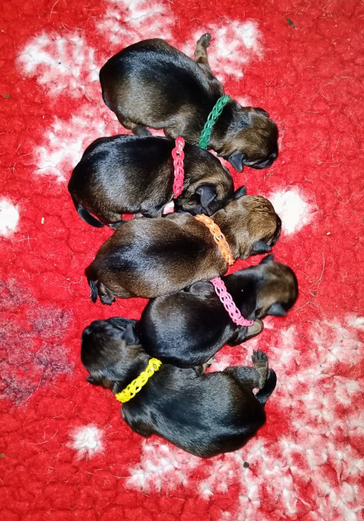 Chiot Border Terrier Des petites nouches