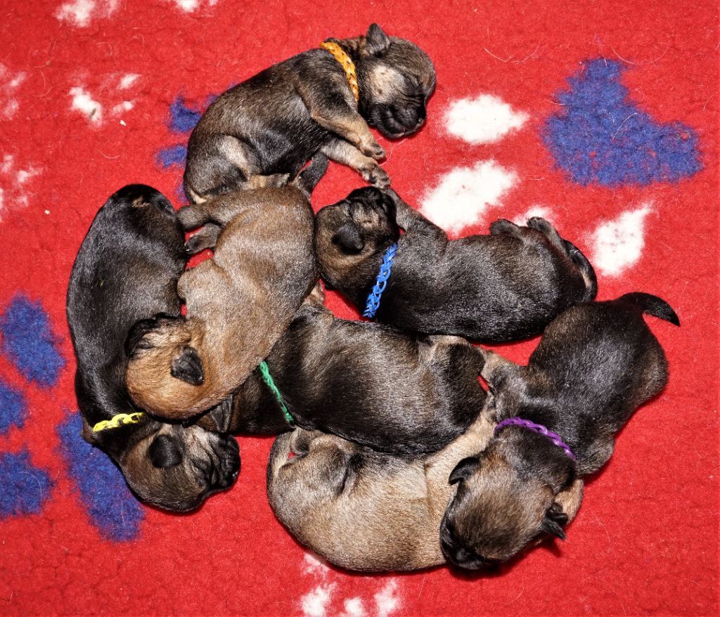 Chiot Border Terrier Des petites nouches