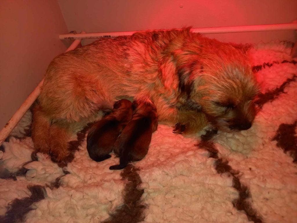 Chiot Border Terrier Des petites nouches