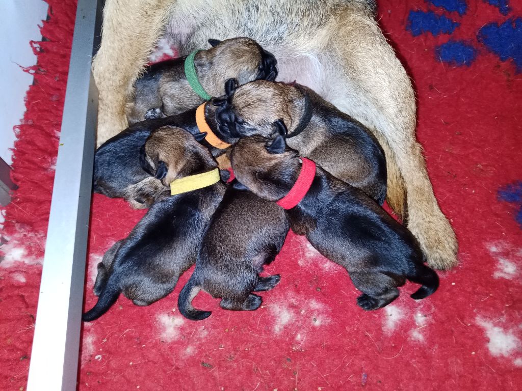 Chiot Border Terrier Des petites nouches