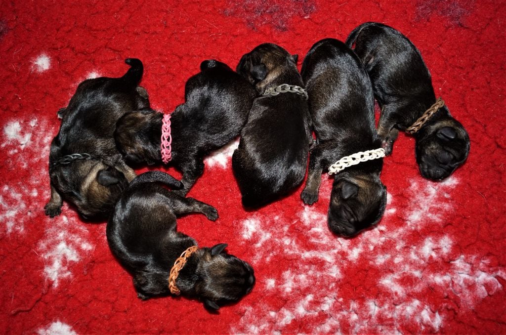 Chiot Border Terrier Des petites nouches