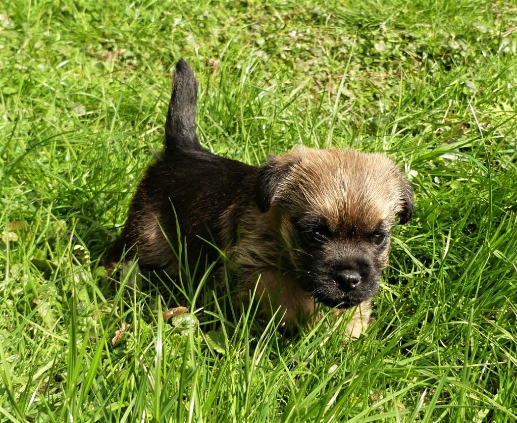 Des petites nouches - Border Terrier - Portée née le 16/02/2019