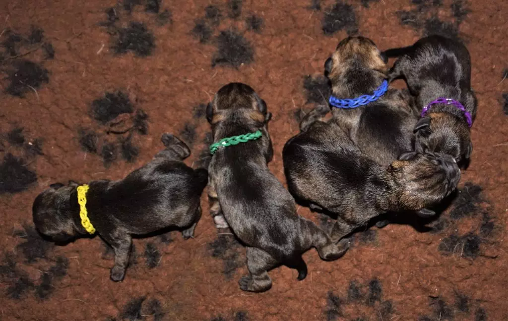 Chiot Border Terrier Des petites nouches