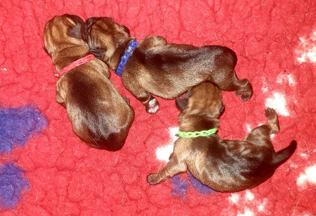 Chiot Border Terrier Des petites nouches