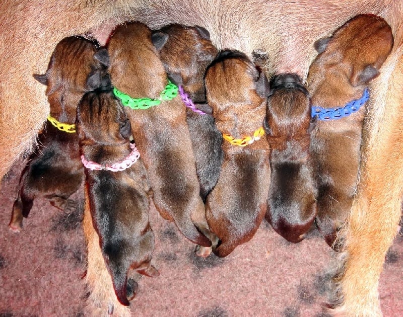 Des petites nouches - Border Terrier - Portée née le 23/08/2016