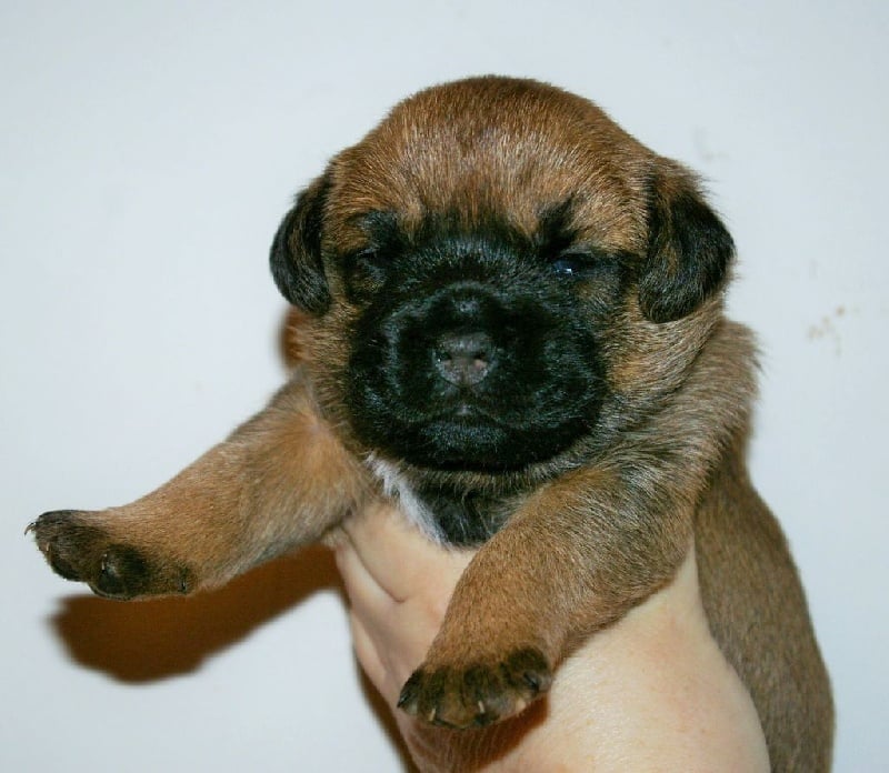 Des petites nouches - Border Terrier - Portée née le 17/12/2016