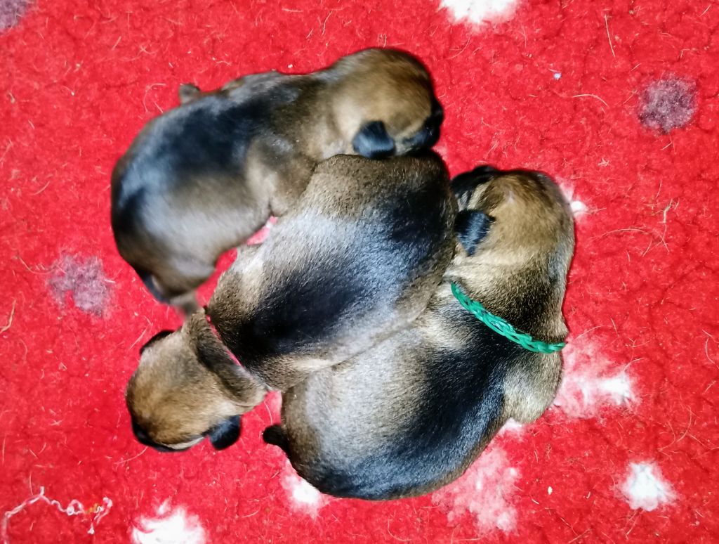 Chiot Border Terrier Des petites nouches