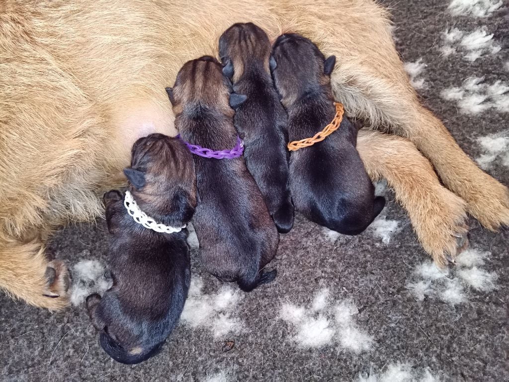 Chiot Border Terrier Des petites nouches