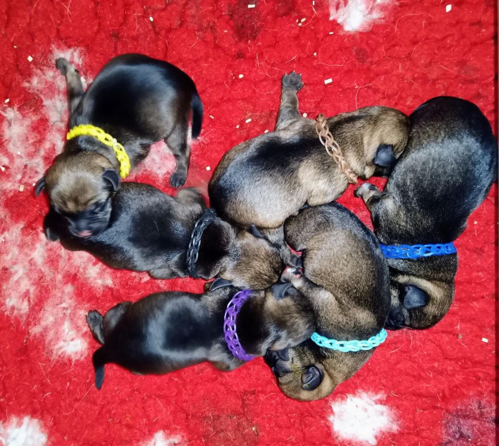 Chiot Border Terrier Des petites nouches