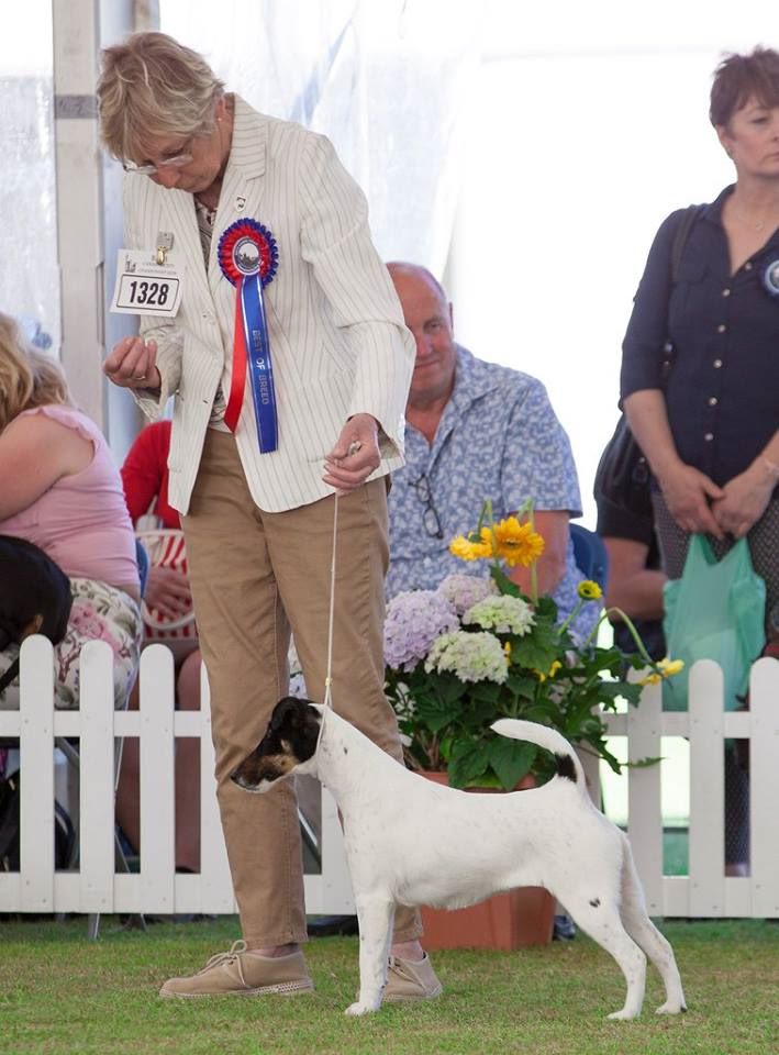 du Manoir Saint Adrien - WIDSOR CHAMPIONSHIH DOG SHOW 2017