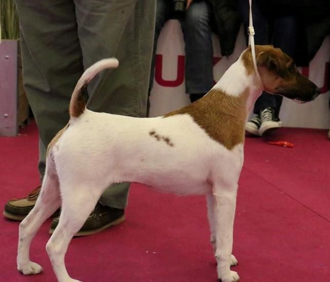 du Manoir Saint Adrien - SALON DE L'AGRICULTURE 2015