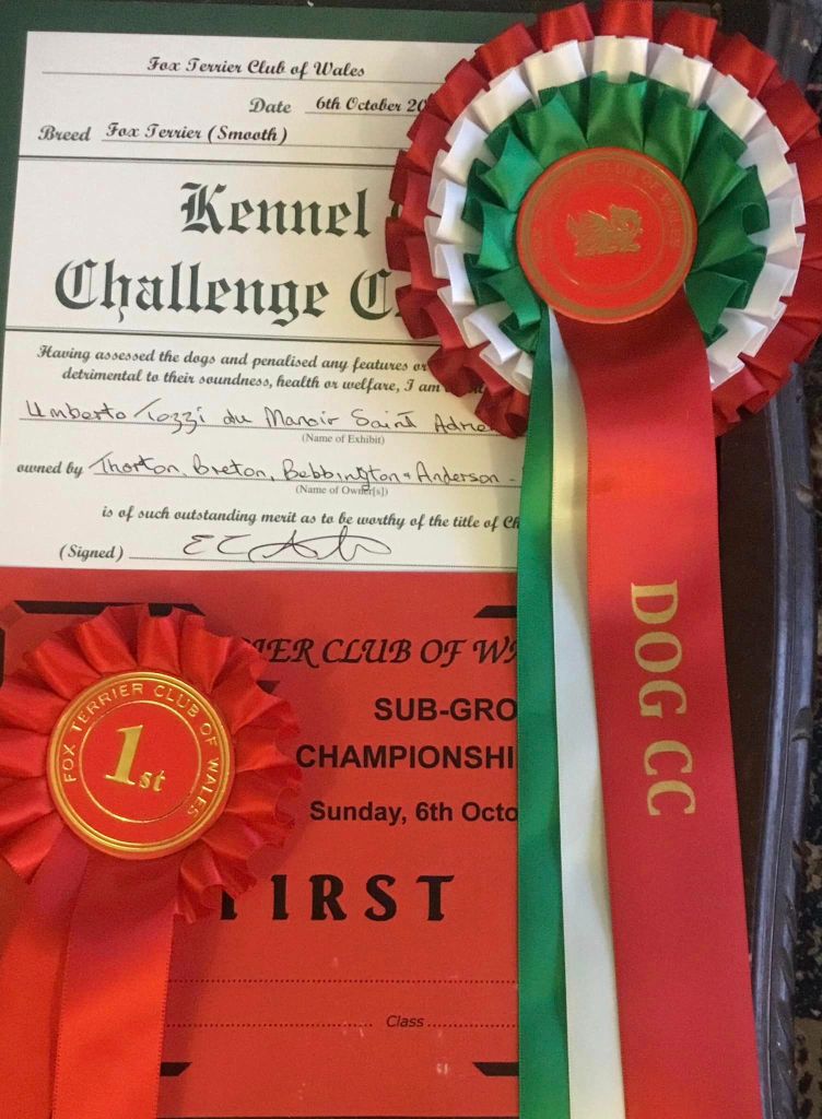 du Manoir Saint Adrien - UMBERTO TOZZI BEST JUNIOR & CC DOG TERRIER CLUB OF WALES