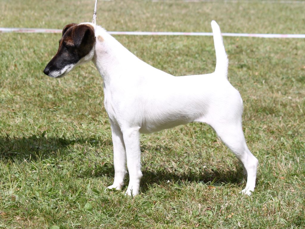 du Manoir Saint Adrien - DOG SHOW CACS MALTOT 14/07/2017