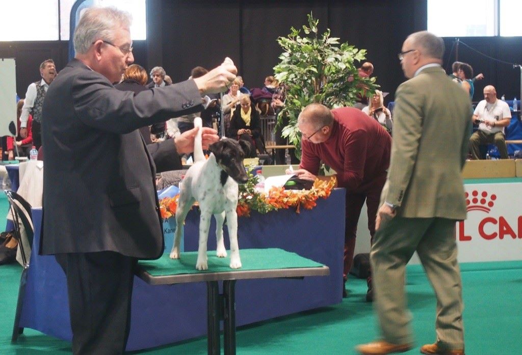 du Manoir Saint Adrien - NATIONAL DOG SHOW 2019 - 11/05/2019