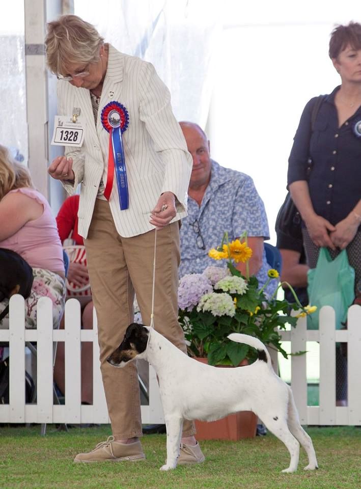 du Manoir Saint Adrien - DOG SHOW EN ANGLETERRE - le 29/05/2017