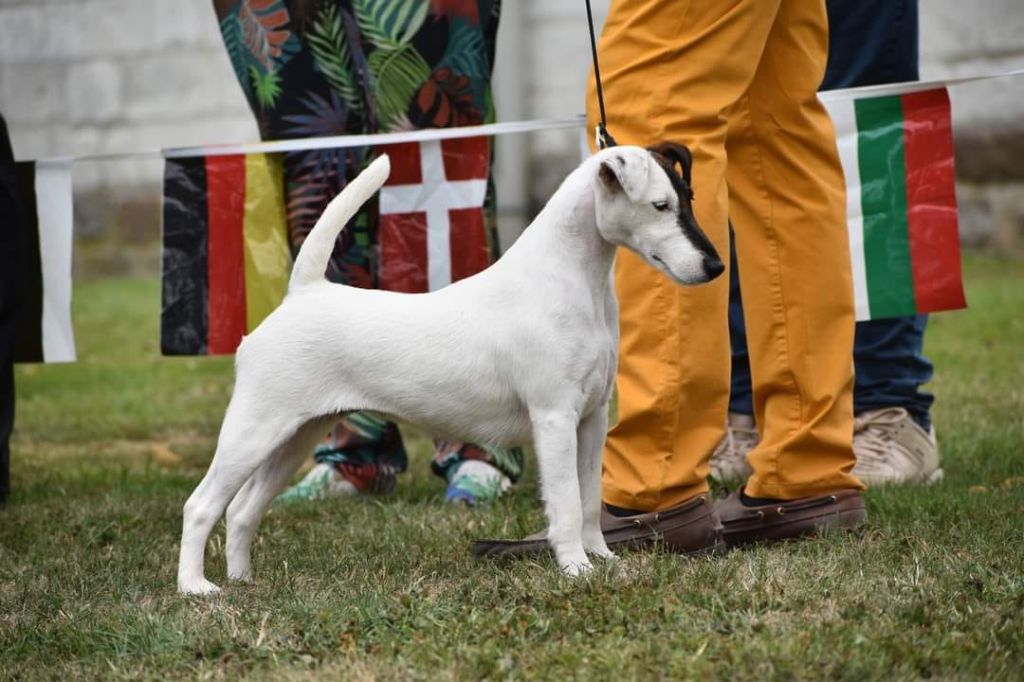 du Manoir Saint Adrien - CH SISSOU - DOG SHOW INTERNATIONAL - BOURGE