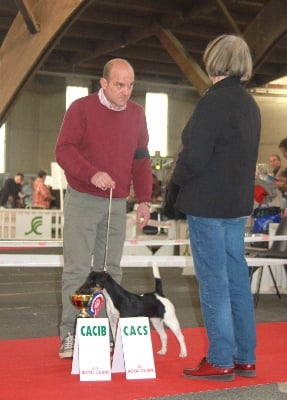 du Manoir Saint Adrien - CACS/CACIB à Poitiers le 23/10/2010 - Spéciale Fox