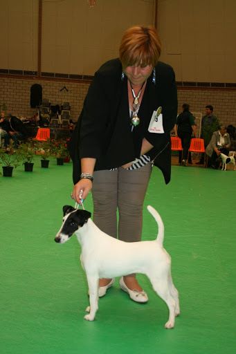 du Manoir Saint Adrien - NATIONALE D'ELEVAGE DES FOX-TERRIERS 2015