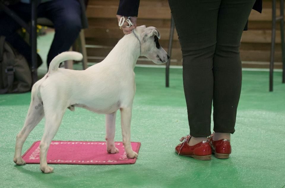 du Manoir Saint Adrien - INTERNATIONAL DOG SHOW ROUEN (FR) - 03/12/2017