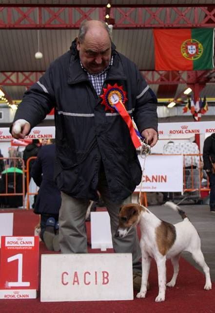 du Manoir Saint Adrien - CAC/CACIB MOUSCROU BELGIQUE LE 30/01/2016