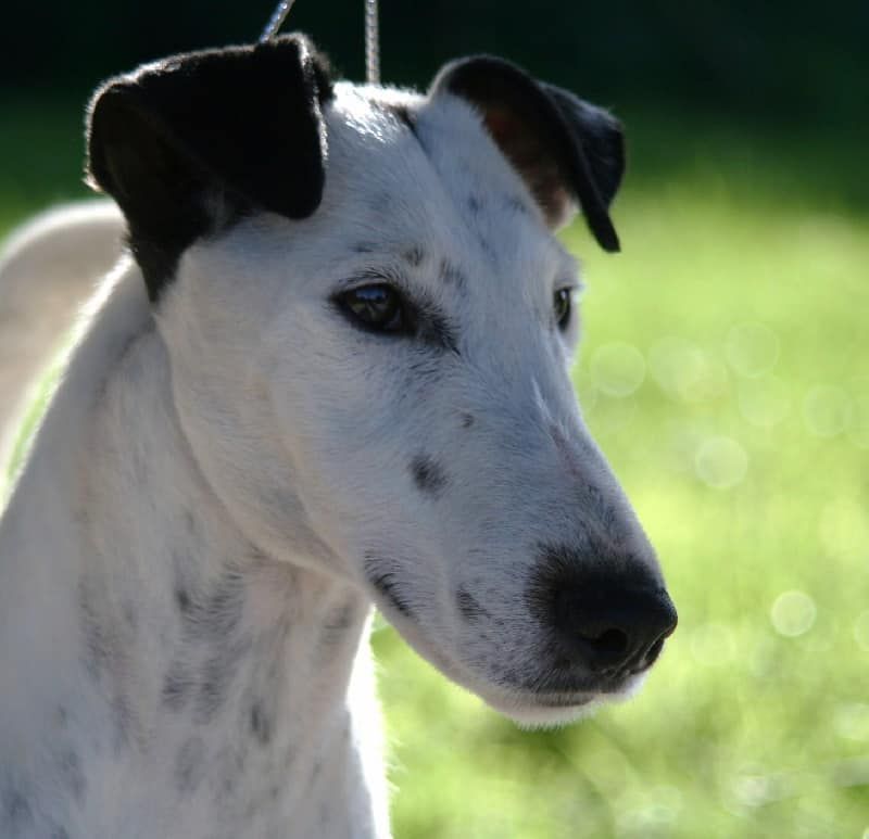 du Manoir Saint Adrien - HOMMAGE A UN AMOUR DE CHIEN - BELFOX FOLK DIT MILOU