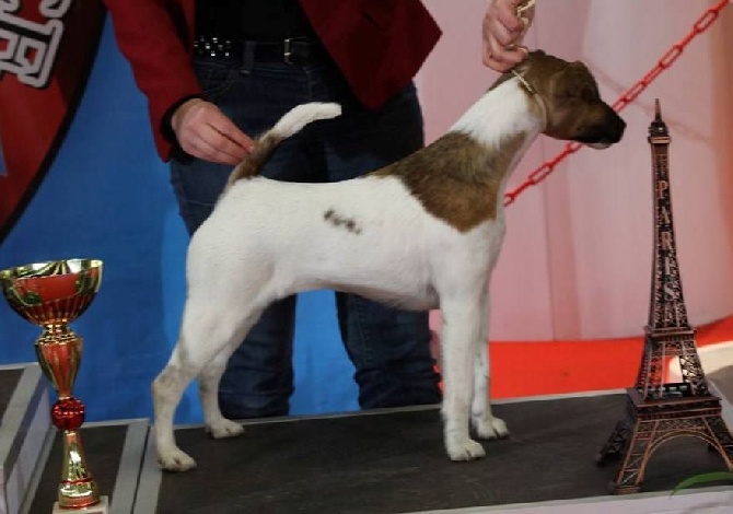 du Manoir Saint Adrien - CACS - CACS/CACIB PARIS DOG SHOW LE 8 & 9 JANVIER 2016