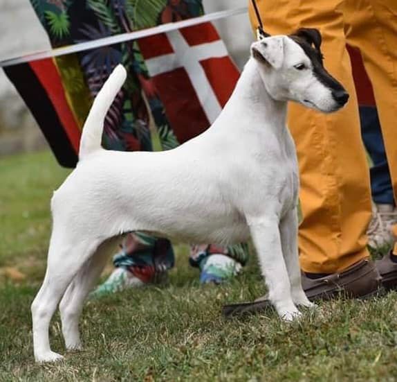 du Manoir Saint Adrien - CH SISSOU DU MSA - SHOW SPECIALE TERRIER LUXEMBOURG - 09/07/2023