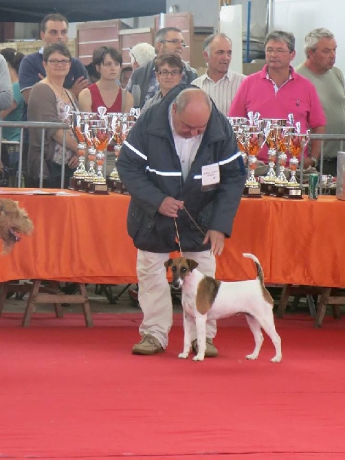 du Manoir Saint Adrien - CACS CHATEAU GONTIER (53)  LE 23/08/2015