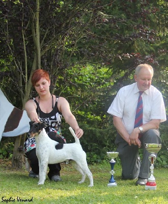 du Manoir Saint Adrien - ROYAL FOX TERRIER CLUB SHOW 2013 - BELGIQUE