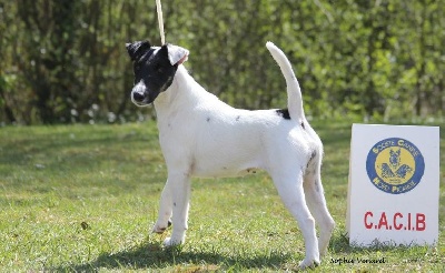 du Manoir Saint Adrien - SPECIALE FOX TERRIERS - CACS/CACIB à Amiens le 28/04/13